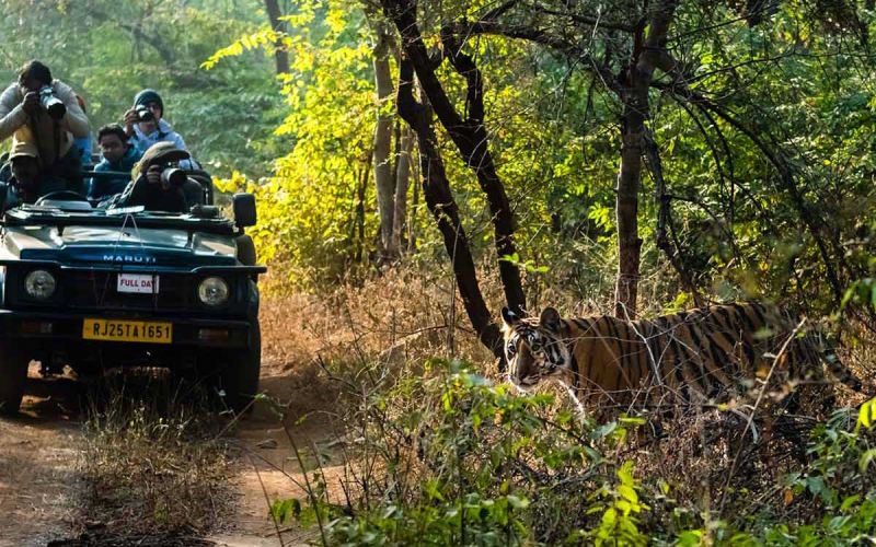 6979f76b9e4bd-ranthambhore-1